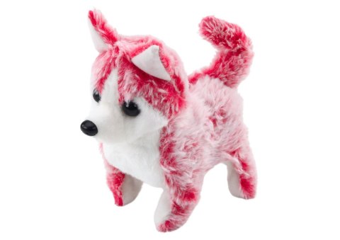 Piesek Husky Chodzący Z Dźwiękiem Macha Ogonkiem 6 Kolorów Piesek Husky Chodzący Z Dźwiękiem Macha Ogonkiem 6 Kolorów