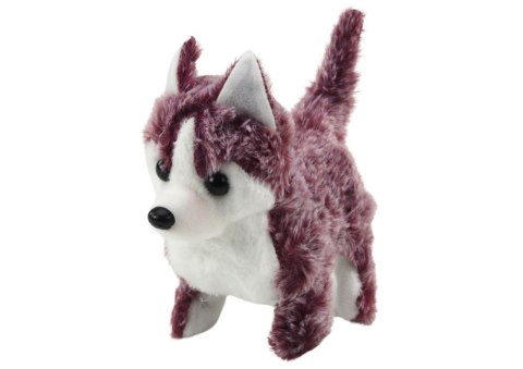 Piesek Husky Chodzący Z Dźwiękiem Macha Ogonkiem 6 Kolorów Piesek Husky Chodzący Z Dźwiękiem Macha Ogonkiem 6 Kolorów